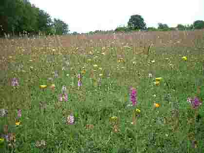 MAGical Meadow - John Hope